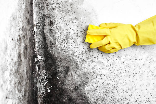 Best Commercial Mold Removal  in Bridgehampton, NY