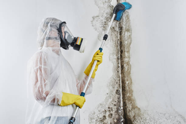 Home Mold Removal in Bridgehampton, NY