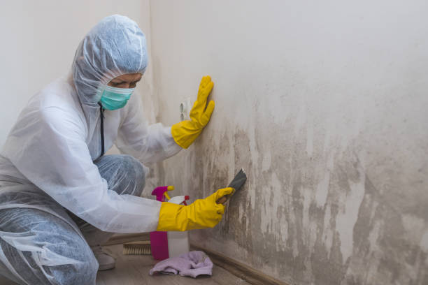 Best Office Mold Removal Services  in Bridgehampton, NY