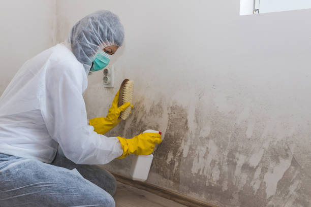 Mold Removal Process in Bridgehampton, NY