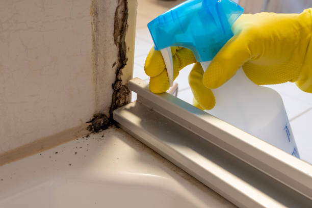 Office Mold Removal Services in Bridgehampton, NY