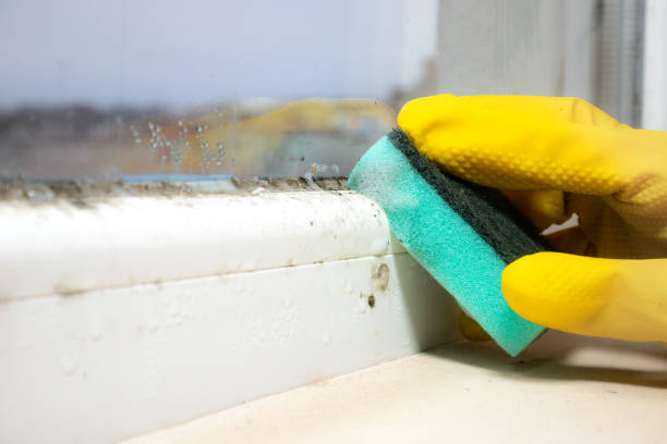 Best Local Mold Removal Service  in Bridgehampton, NY