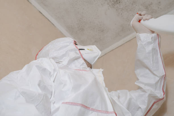 Best Attic Mold Removal  in Bridgehampton, NY