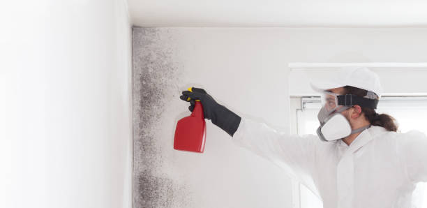 Best Attic Mold Removal  in Bridgehampton, NY