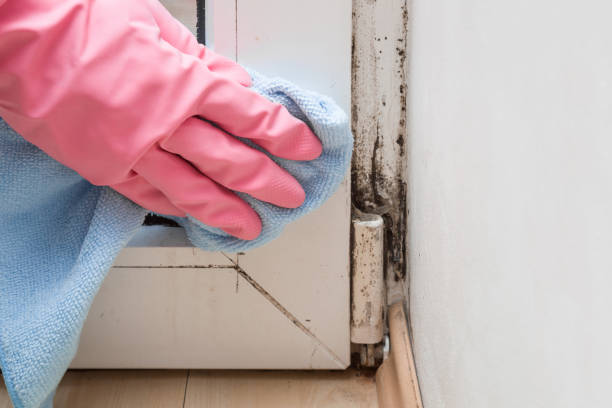 Best Mold Removal Process  in Bridgehampton, NY